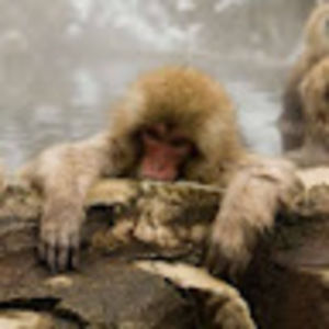 Meet your Posher, Estella